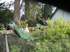 Peafowl eyeing the redcurrants