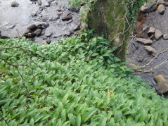 Wild garlic by tree and burn