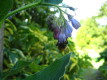 Kilmichael Deluxe Cottages - Bluebird Cottage - hall