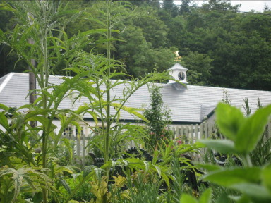 Finch Cottage - View from the potager - larger image