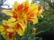 Kilmichael - beautiful gardens